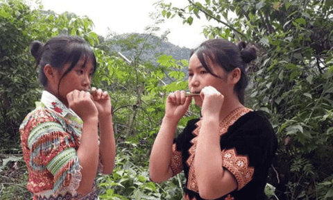 Kèn lá người Mông - họa mi của núi rừng
