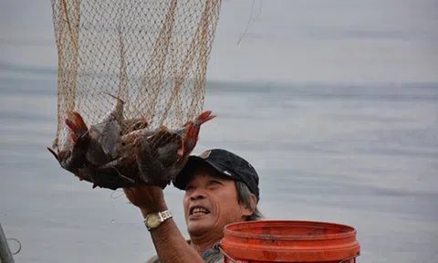 Triển vọng mô hình nuôi cá Lăng Nha lồng bè tại Quảng Ngãi