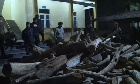 Hà Giang: Phát hiện, tạm giữ 6,19m3 gỗ Bách xanh