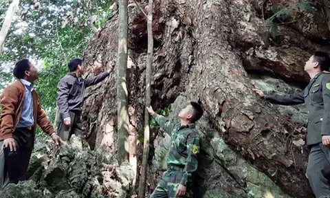 Kiểm lâm rừng đặc dụng Na Hang quản lý và bảo vệ rừng