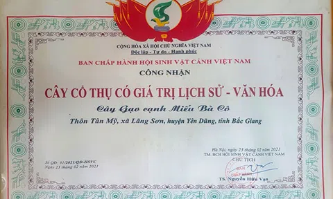 Công nhận “Cây cổ thụ có giá trị lịch sử - văn hóa”