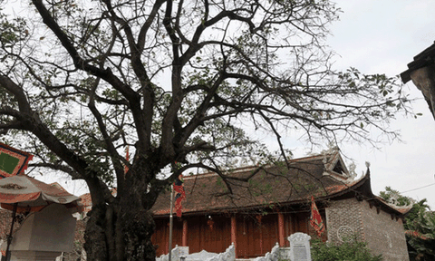 Đình Tứ Trưng (Vĩnh Tường) thờ hai vị Thành hoàng làng