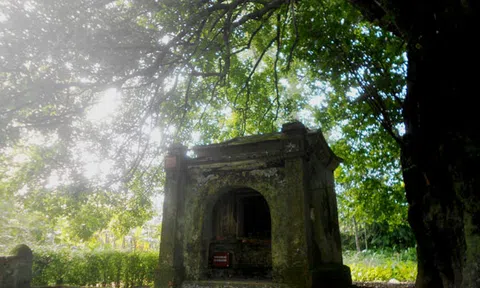 Huyền thoại miếu cây thị nghìn năm tuổi tại làng cổ Phước Tích