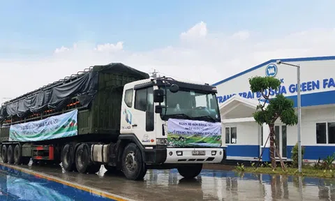 Vinamilk nhập khẩu hơn 2.100 bò sữa HF thuần chủng từ Mỹ về trang trại mới tại Quảng Ngãi