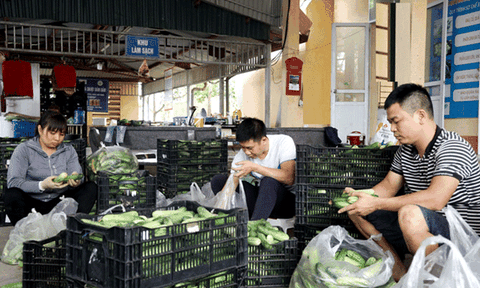 Sản phẩm OCOP "dưa chuột An Hòa" gắn với thị trường