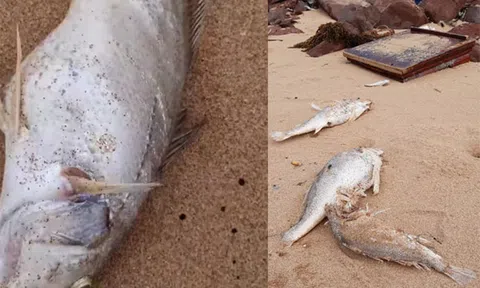 Nghệ An: Cá chết bất thường dọc bờ biển Nghi Lộc