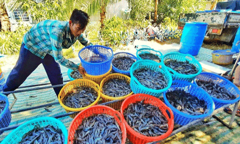 Kiên Giang: Phát huy tiềm năng, kinh tế phát triển khá toàn diện