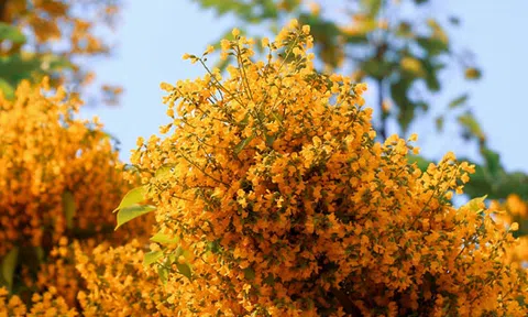 Lại một mùa sưa... !