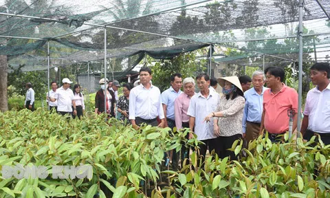 Câu chuyện về Câu lạc bộ Nông dân tỷ phú tỉnh Bến Tre