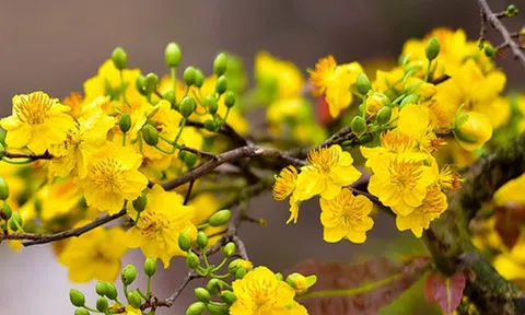 Xây dựng Thừa Thiên Huế trở thành xứ sở Mai vàng của Việt Nam