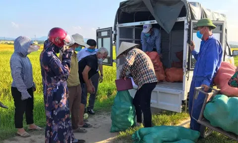 Hà Tĩnh: Nỗ lực "cứu dưa" Việt Tiến giữa mùa dịch