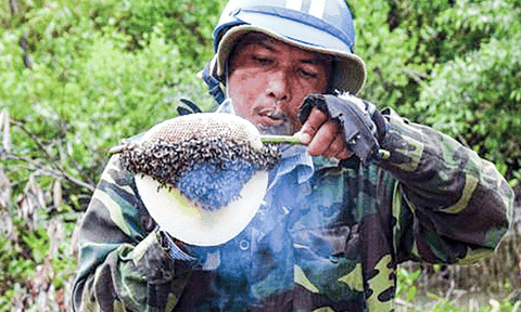 Săn mật ong ruồi