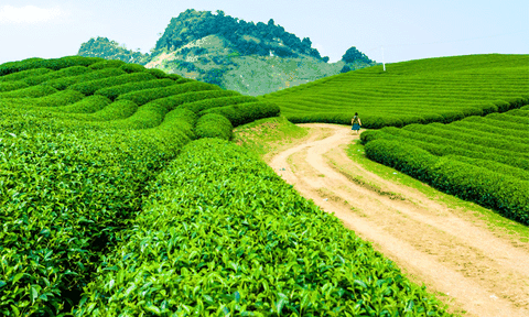 Khám phá hành trình giữ trọn giá trị thật của trà tự nhiên với TH true TEA