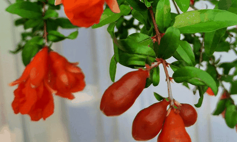 Hoa lựu và hoài niệm tuổi thơ